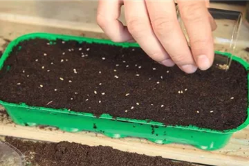 Cherrytomaten - Aussäen von Samen Cherrytomaten - Aussäen von Samen