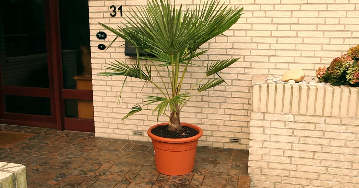 stjärnanis blumenkasten Elan Mini-Blumenkasten 60 x 20 cm – Für einen stilvollen Garten oder Balkon main image 1