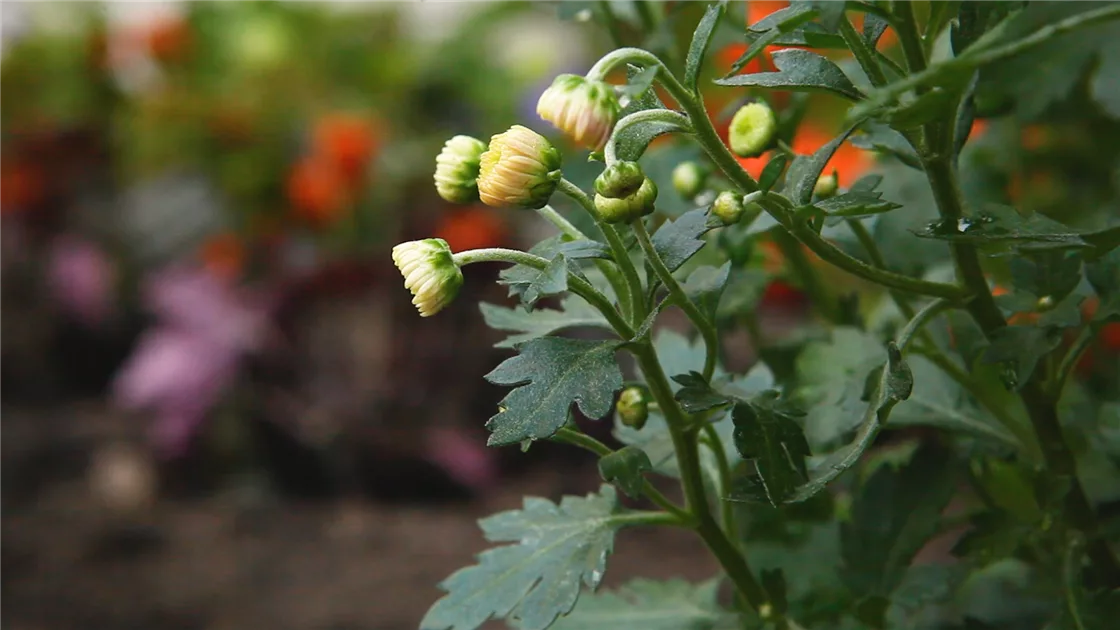 Chrysanthemen pflanzen