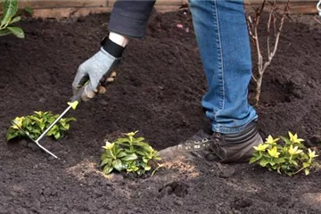 Dickmännchen pflanzen - Pachysandra Bodendecker für den Schatten Dickmännchen pflanzen - Pachysandra Bodendecker für den Schatten