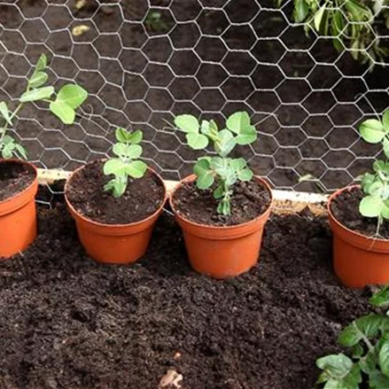 Erbsen - Einpflanzen ins Hochbeet