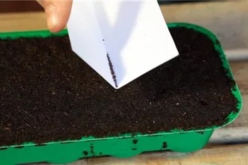 Lavendel - 1. Aussäen von Samen Lavendel - 1. Aussäen von Samen