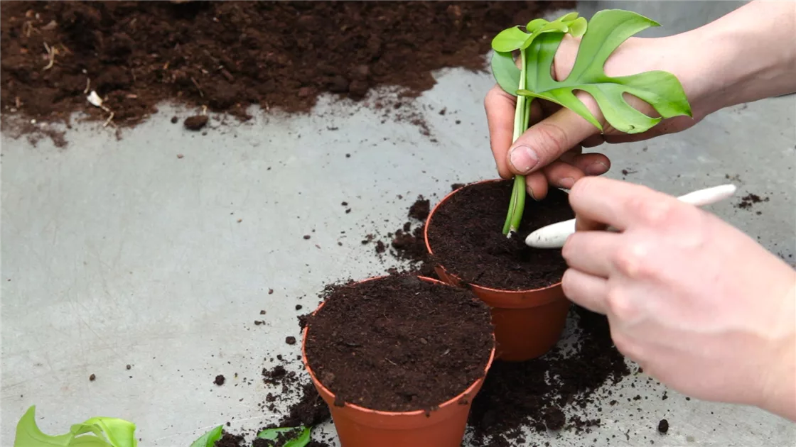 Fensterblatt (Monstera) - Vermehren durch Stecklinge