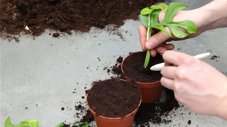 Fensterblatt (Monstera) - Vermehren durch Stecklinge