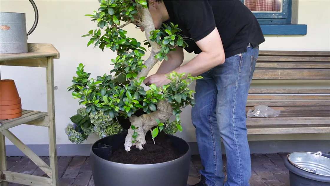 mini hochdruckreiniger bonsai Deluxe Mini Bonsai Starter Kit