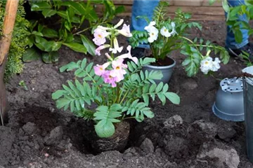 Freilandgloxinie - Einpflanzen im Garten Freilandgloxinie - Einpflanzen im Garten