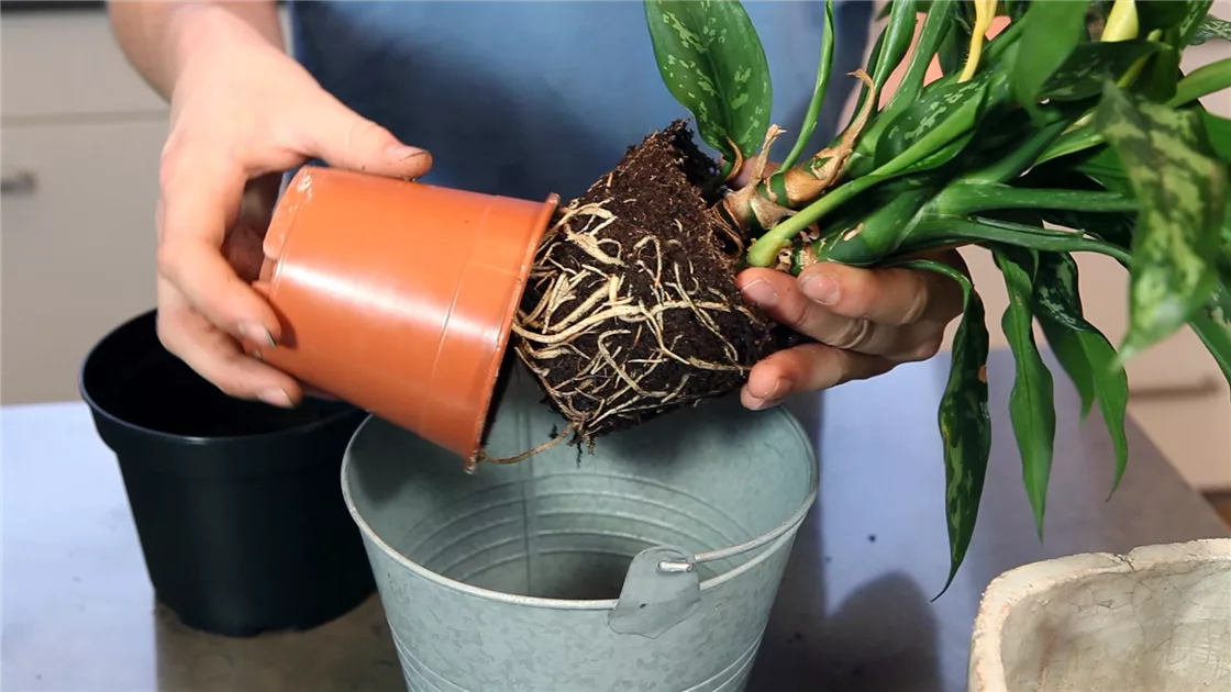 Kolbenfaden (Aglaonema) umtopfen
