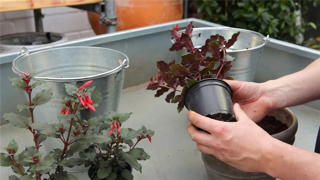 Korallenfuchsie - Einpflanzen in ein Gef