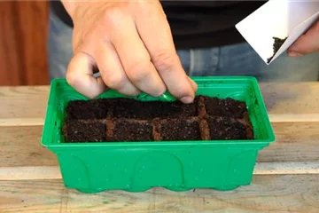 Lauchzwiebel - Aussäen von Samen Lauchzwiebel - Aussäen von Samen