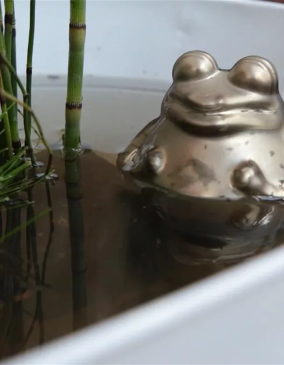 Einen Mini-Teich anlegen