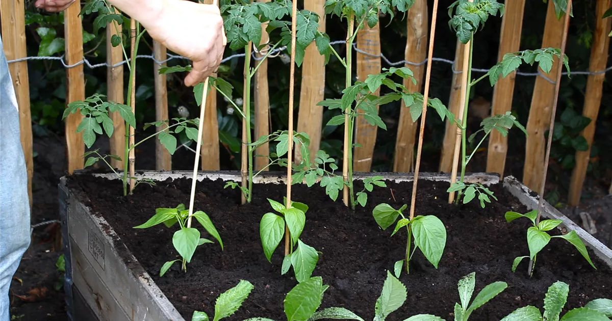 3. Schritt Paprika Einpflanzen im Hochbeet Olerum