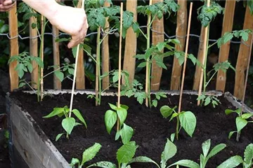 3. Schritt: Paprika - Einpflanzen im Hochbeet 3. Schritt: Paprika - Einpflanzen im Hochbeet