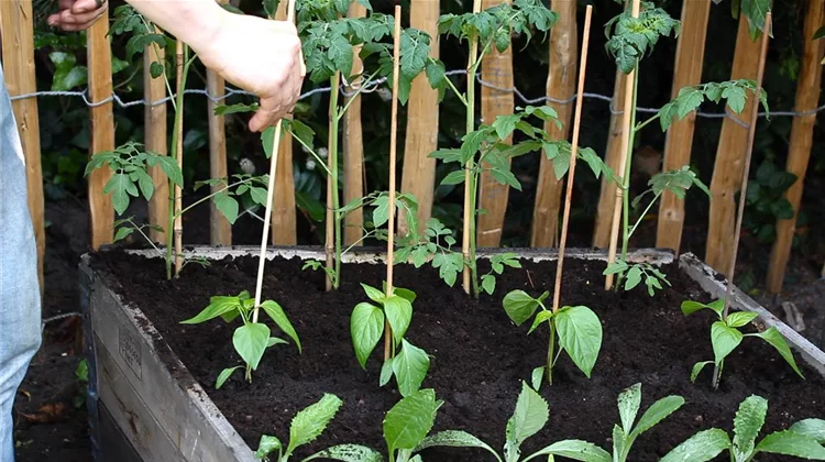 wohnzimmer blumenständer Runder Blumenständer aus Eiche main image 0