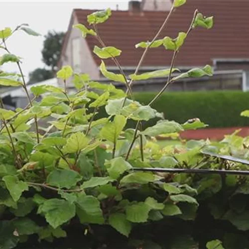 Rotbuchenhecke - Zurückschneiden mit einer Heckenschere