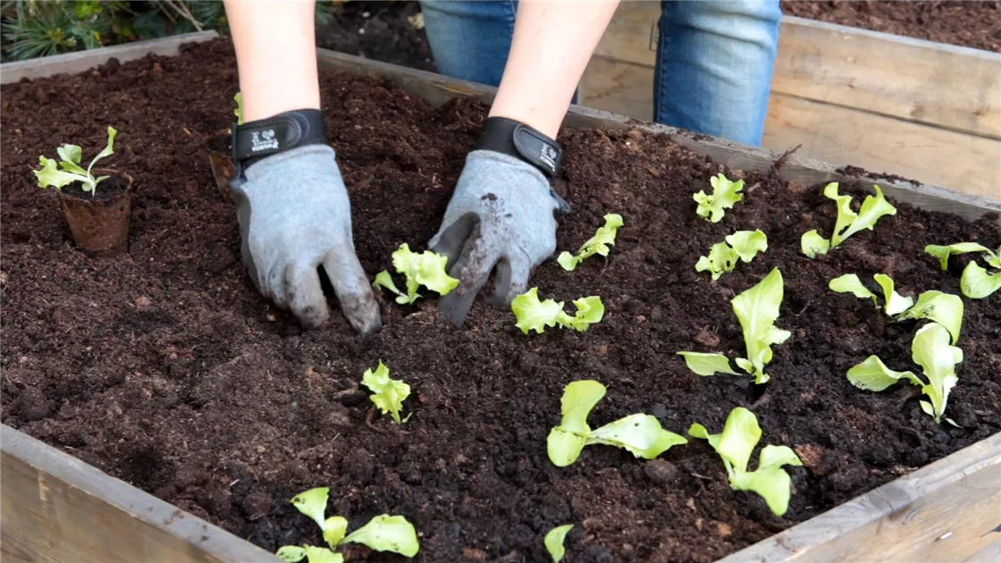 Schnittsalat - Pflcksalat - Einpflanzen im Hochbeet