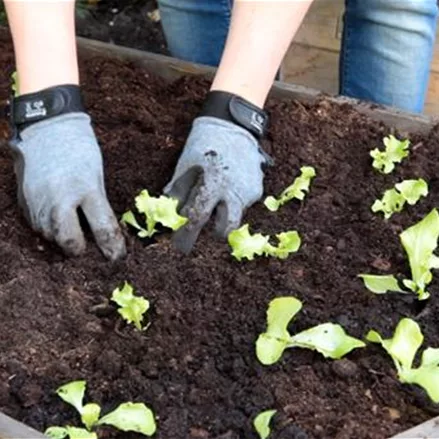 Schnittsalat - Pflücksalat - Einpflanzen im Hochbeet