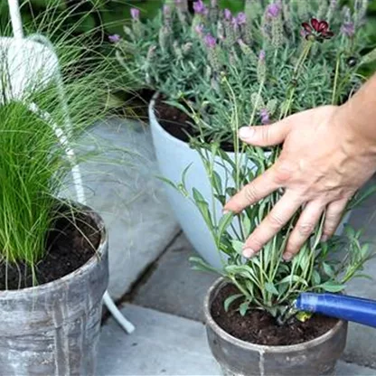 Schokoladenblume - Einpflanzen in ein Gefäß