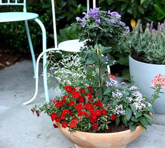 Balkon und Terrasse: Sommerschale - Bepflanzen
