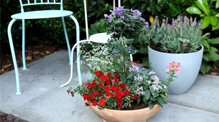Balkon und Terrasse: Sommerschale - Bepflanzen