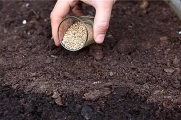 Spinat - Aussäen von Samen Spinat - Aussäen von Samen