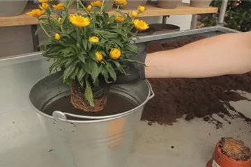 Strohblume - Einpflanzen in ein Gefäß Strohblume - Einpflanzen in ein Gefäß