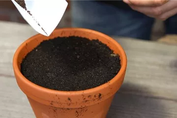 Thymian - Aussäen von Samen Thymian - Aussäen von Samen