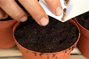 Melonen, Wassermelonen - Aussäen von Samen Melonen, Wassermelonen - Aussäen von Samen