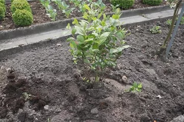 Apfelbeere (Aronia) - Einpflanzen im Garten Apfelbeere (Aronia) - Einpflanzen im Garten