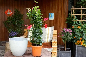 Dipladenia - Einpflanzen in ein Gefäß Dipladenia - Einpflanzen in ein Gefäß