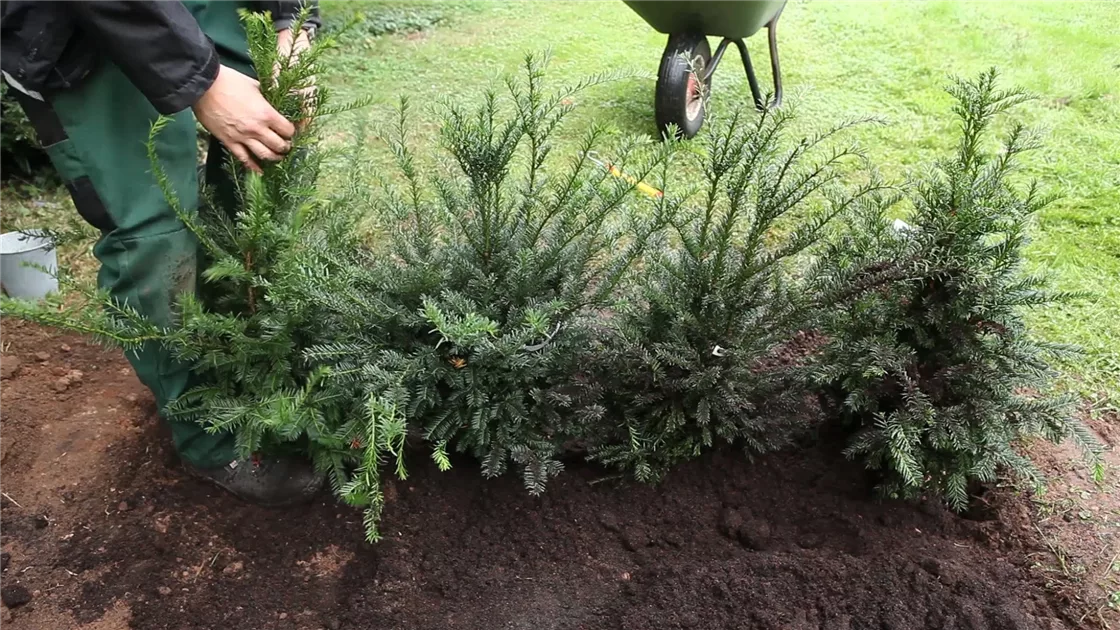 Eibe Taxus - Hecke pflanzen