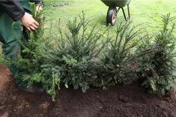Eibe Taxus - Hecke pflanzen Eibe Taxus - Hecke pflanzen