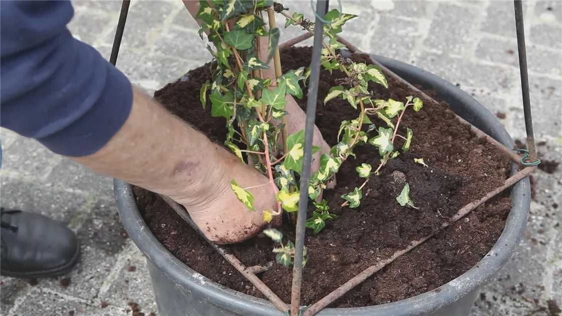 efeutute groß kaufen XXL Efeutute am Stab 130cm – Green Me Up main image 0