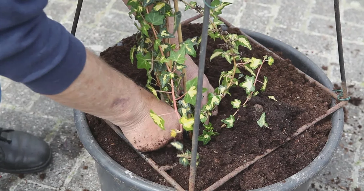 efeu gemeiner Gemeiner Efeu (Hedera helix) | 100-125 cm im Topf