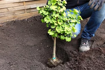 Fächerblattbaum - Einpflanzen im Garten Fächerblattbaum - Einpflanzen im Garten