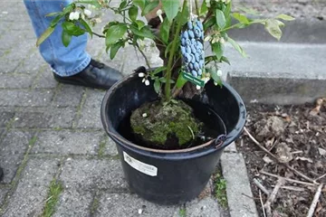 Heidelbeeren - Einpflanzen im Garten Heidelbeeren - Einpflanzen im Garten