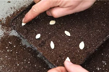 Kürbis - 1. Aussäen von Samen Kürbis - 1. Aussäen von Samen