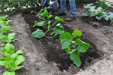 Kürbis - 3. Einpflanzen ins Gemüsebeet Kürbis - 3. Einpflanzen ins Gemüsebeet