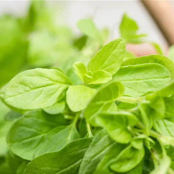 LÀBIO!® Kräuter LÀBIO!® Kräuter