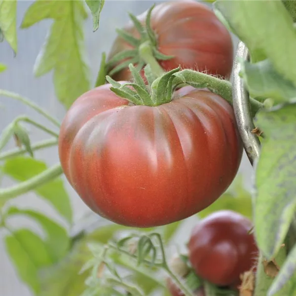 LÀBIO!® Gemüse LÀBIO!® Gemüse