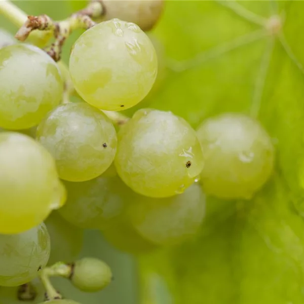 Tafeltrauben Tafeltrauben