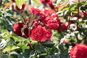 Strauchrosen, Heckenrosen Strauchrosen, Heckenrosen