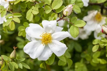 Wilde und einfachblühende Rosen Wilde und einfachblühende Rosen