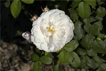 Englische Rosen Englische Rosen