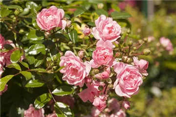 Bodendeckerrosen Bodendeckerrosen