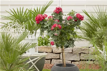 Rosenstämme, Rosenstämmchen Rosenstämme, Rosenstämmchen