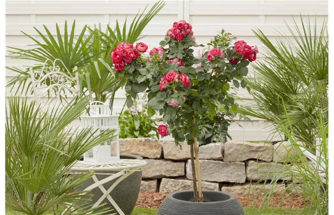 Rosenstamm mit blühender Rosenkrone
