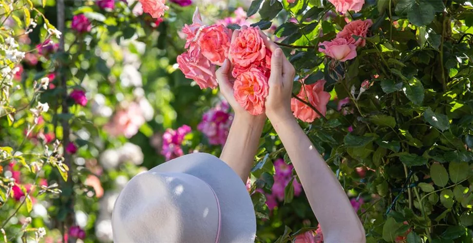 Blühender Rosengarten mit robusten ADR-Rosen