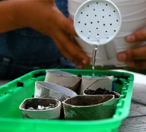 Anzuchtschalen aus Papierrollen basteln