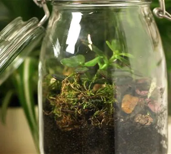 Ein Biotop im Glas einrichten