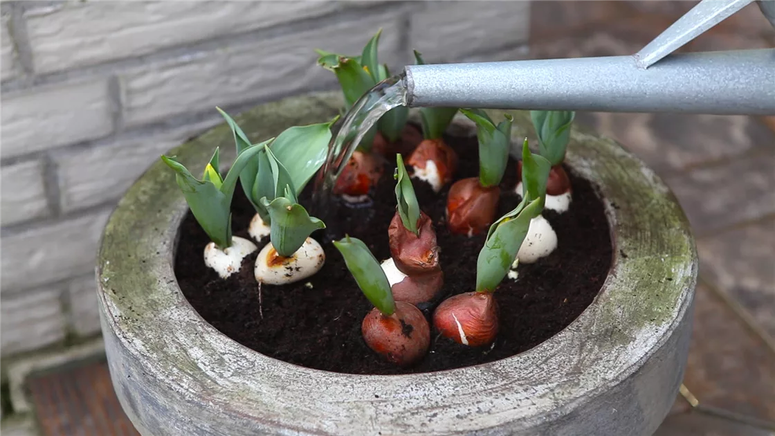 lila tomate saatgut Graines de Tomate Artisan Purple Bumble Bee Bio  La Ferme de Sainte Marthe